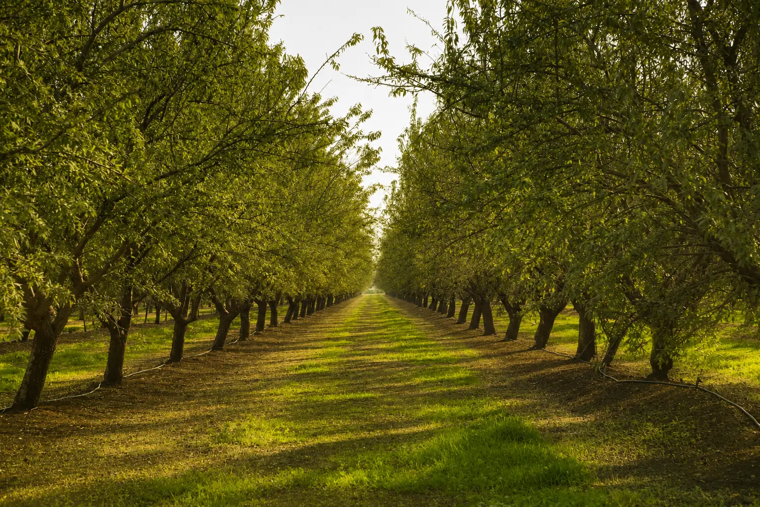Agricultural commodity farming for international trade